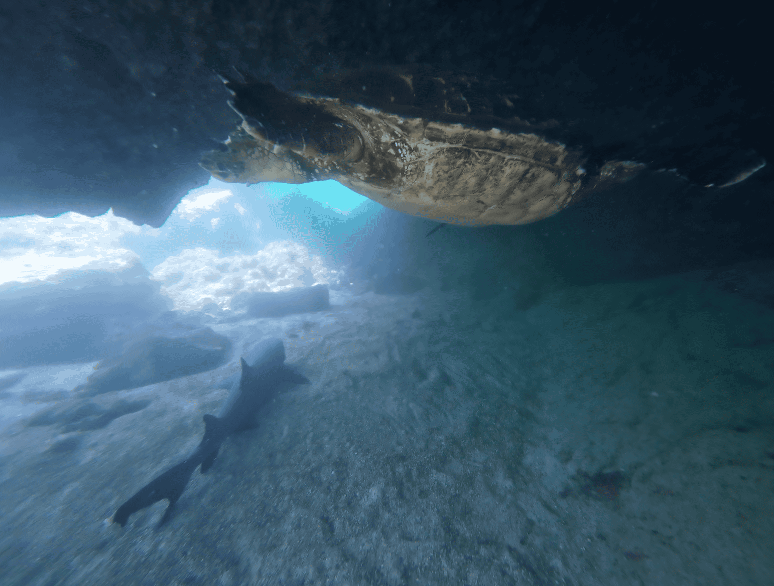 Underwater shot of a turtle swimming above a resting whitetip shark.